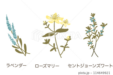 ハーブイラスト素材セット ハーブイラスト素材セット 114649921