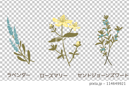 藥草插畫素材集 114649921