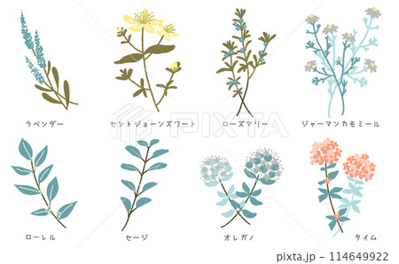 ハーブ8種セット イラスト素材 ハーブのカットイラスト ハーブ8種セット イラスト素材 ハーブのカットイラスト 114649922