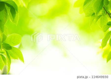 爽やか春の芽吹き 新緑 爽やか春の芽吹き 新緑 114649930