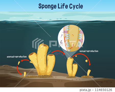 Sponge Life Cycle Illustration 114650126
