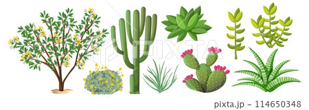 Diverse Collection of Vibrant Plants Diverse Collection of Vibrant Plants 114650348