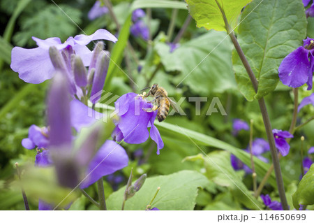 紫色の花と蜂がいる風景 紫色の花と蜂がいる風景 114650699