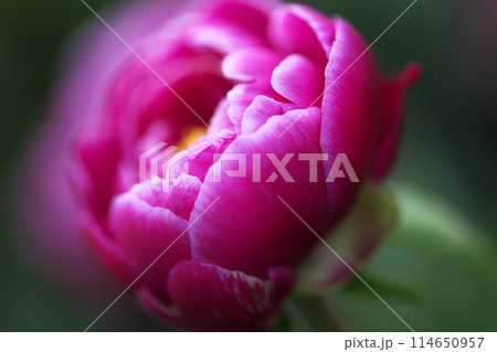 春に咲く花 114650957