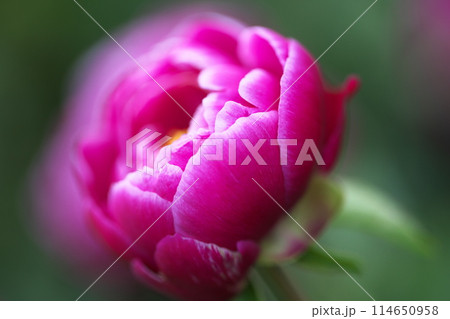 春に咲く花 114650958