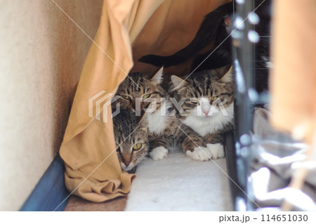 Three Felidae in cage staring at camera with whiskers and fur 114651030