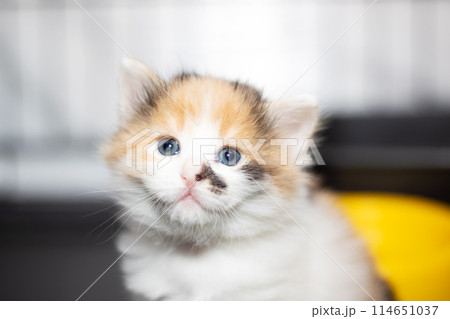 Scottish fold calico kitten with blue eyes gazing at the camera 114651037