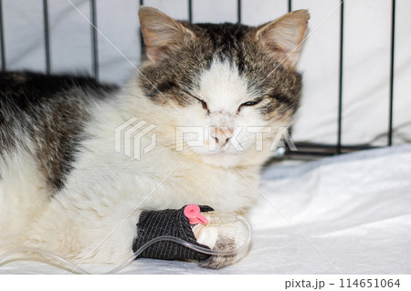 Sad gray cat with catheter on paw Sad gray cat with catheter on paw 114651064