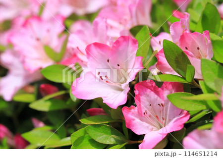 ピンクの縁取りの愛らしいサツキ 114651214