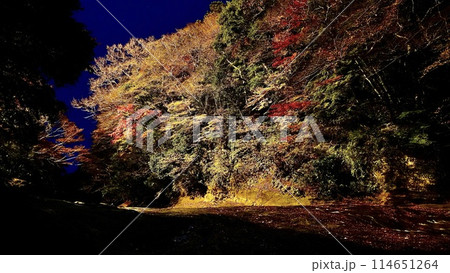 千葉県大多喜町養老渓谷の秋の夜の粟又の滝 114651264