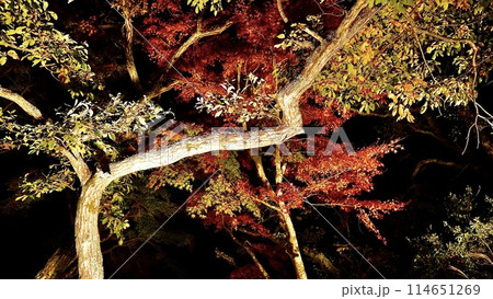 千葉県大多喜町養老渓谷　秋の夜の粟又の滝付近の紅葉 114651269