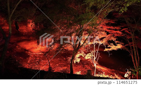 千葉県大多喜町養老渓谷 秋の夜の粟又の滝付近の紅葉 千葉県大多喜町養老渓谷 秋の夜の粟又の滝付近の紅葉 114651275