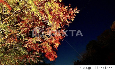 千葉県大多喜町養老渓谷 秋の夜の粟又の滝付近の紅葉 千葉県大多喜町養老渓谷 秋の夜の粟又の滝付近の紅葉 114651277