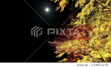 千葉県大多喜町養老渓谷 秋の夜の粟又の滝付近の紅葉 千葉県大多喜町養老渓谷 秋の夜の粟又の滝付近の紅葉 114651278