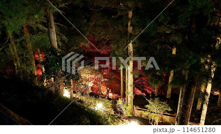 千葉県大多喜町養老渓谷　秋の夜の粟又の滝付近の紅葉 114651280