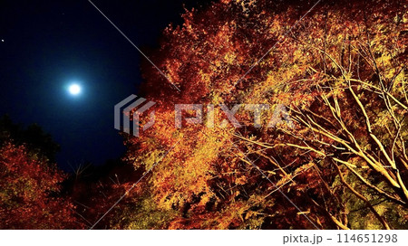 千葉県大多喜町養老渓谷　秋の夜の粟又の滝付近の紅葉 114651298