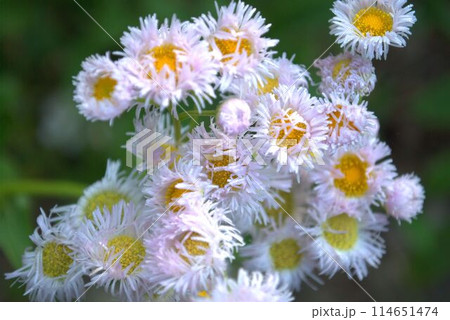 ハルジオンの花が咲き誇る春の野原 ハルジオンの花が咲き誇る春の野原 114651474