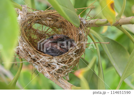 Birds nest Birds nest 114651590