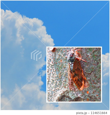 夏のコラージュ 114651664