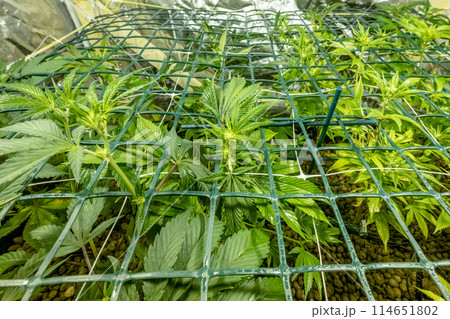 SoG Sea of Green net hemp cultivation technique Growing pot in growtent indoor Vegetative stage marijuana growth Medical SoG Sea of Green net hemp cultivation technique Growing pot in growtent indoor Vegetative stage marijuana growth Medical 114651802