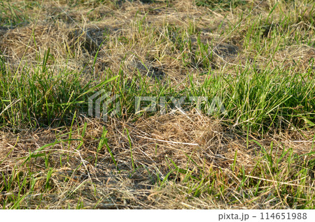 Dried cut grass. 114651988