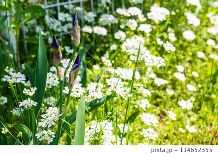 アイリスの蕾と真っ白なレースの花オルラヤ アイリスの蕾と真っ白なレースの花オルラヤ 114652355