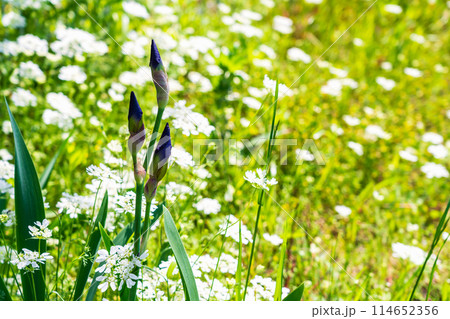 アイリスの蕾と真っ白なレースの花オルラヤ 114652356