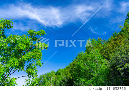 【初夏素材】新緑と青空【長野県】 114652766