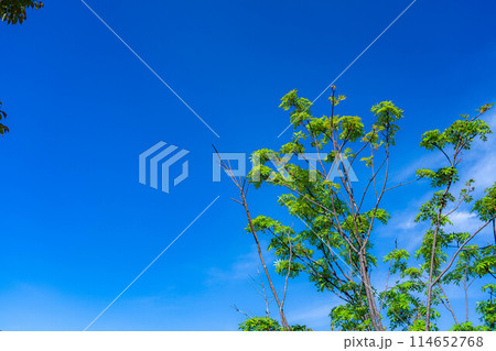 【初夏素材】新緑と青空【長野県】 114652768