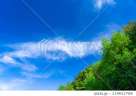 【初夏素材】新緑と青空【長野県】 【初夏素材】新緑と青空【長野県】 114652769