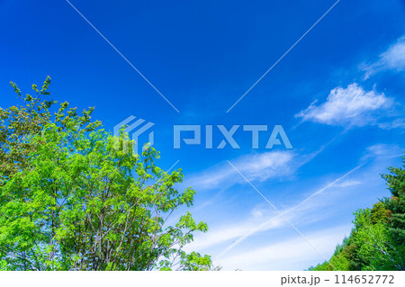【初夏素材】新緑と青空【長野県】 114652772