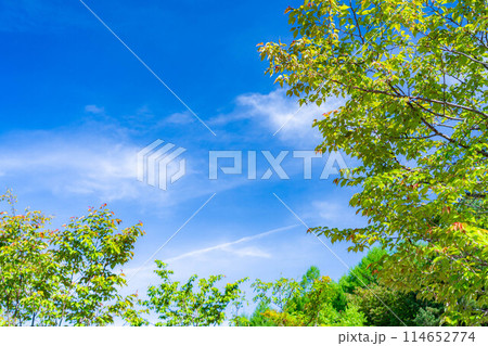 【初夏素材】新緑と青空【長野県】 114652774