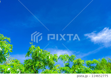 【初夏素材】新緑と青空【長野県】 【初夏素材】新緑と青空【長野県】 114652775