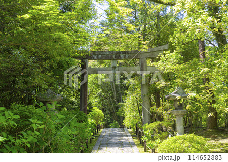 京都　金地院　新緑に包まれた石鳥居　東照宮参道 114652883