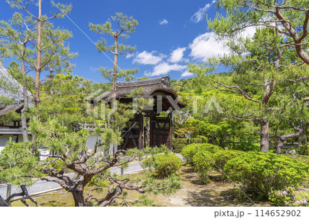 京都　金地院　新緑に包まれた明智門 114652902