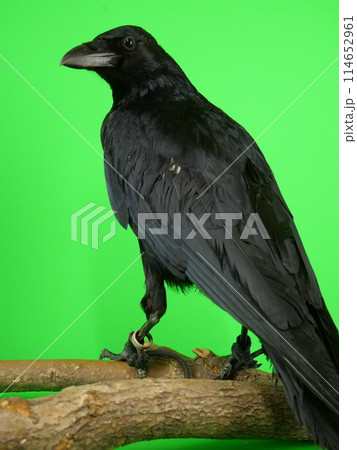 振り返るカラス 114652961