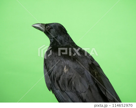 ハシボソガラスの後ろ姿 ハシボソガラスの後ろ姿 114652970