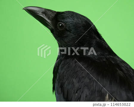 ハシボソガラスのアップ ハシボソガラスのアップ 114653022