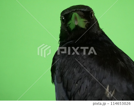 ハシボソガラスと目が合った 114653026