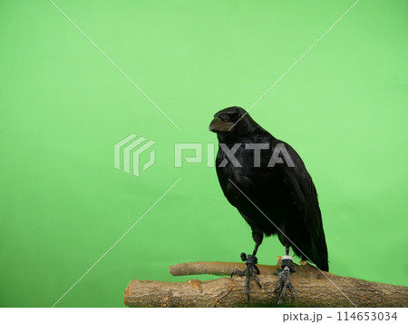 木の上に止まるカラス 114653034