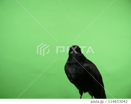 顔だけ後ろを向いたハシボソガラス 114653042