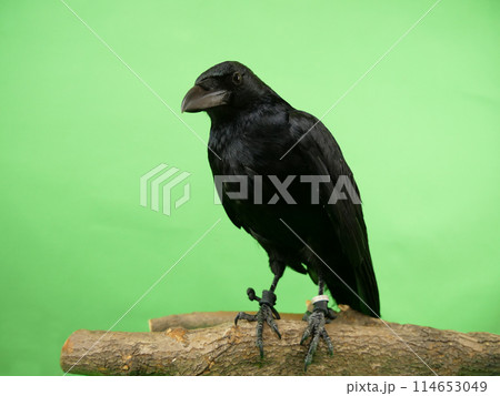 1匹のハシボソガラス 114653049
