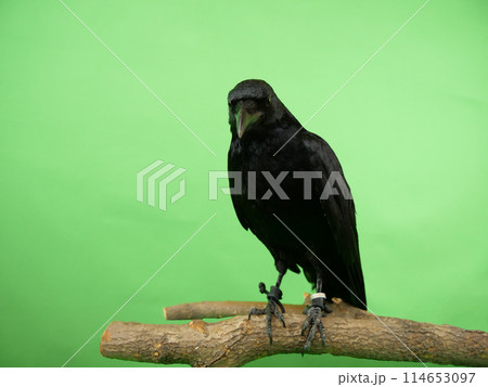 ハシボソガラス 114653097