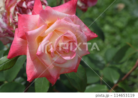 バラ(エレガント・レディ) バラ(エレガント・レディ) 114653119