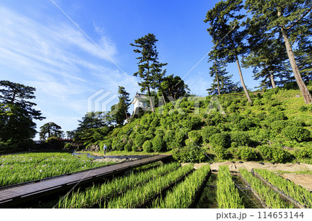 神奈川県小田原市小田原城址の春・初夏(晴れ) 神奈川県小田原市小田原城址の春・初夏(晴れ) 114653144