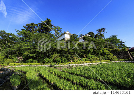 神奈川県小田原市小田原城址の春・初夏(晴れ) 神奈川県小田原市小田原城址の春・初夏(晴れ) 114653161