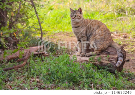 切り株に座って見つめる里山の野良猫 114653249