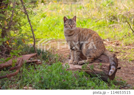 切り株に乗って見つめる里山のキジトラ猫 切り株に乗って見つめる里山のキジトラ猫 114653515