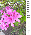 ツツジの花 114653563