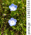 青い花 114653564